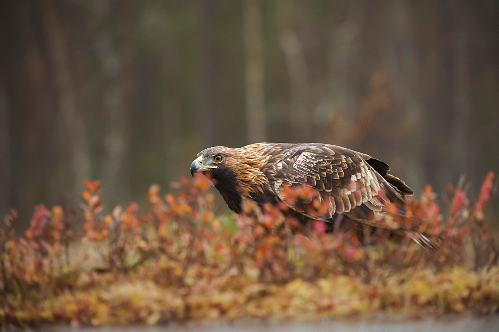 Golden eagle (Aquila chrysaetos), Sweden, Scandinavia, Europe