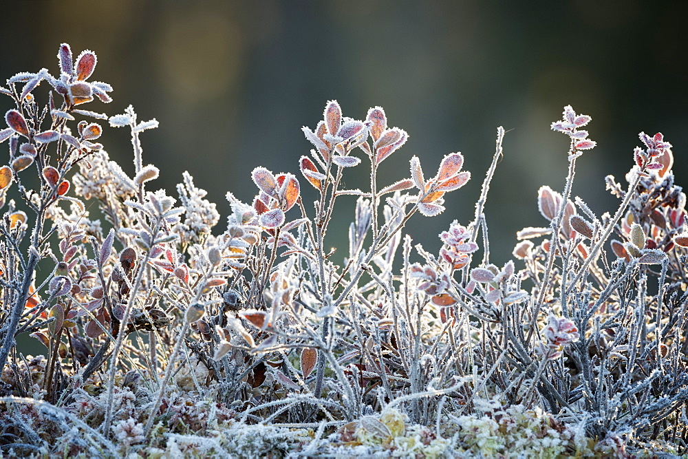 Frost, Sweden, Scandinavia, Europe