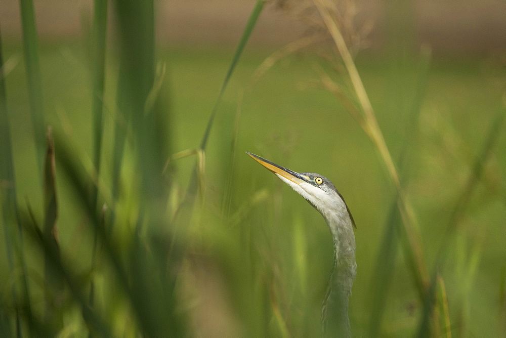 Grey heron (Ardea cinerea), United Kingdom, Europe