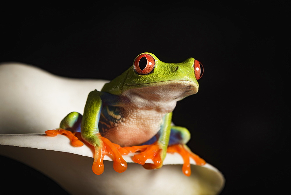 Red eyed tree frog (Agalychnis Callidryas), captive, United Kingdom, Europe