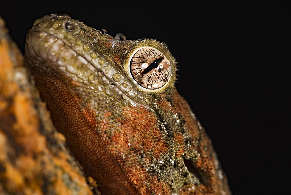 Mossy gecko (Rhacodactylus Chahoua), captive, United Kingdom, Europe