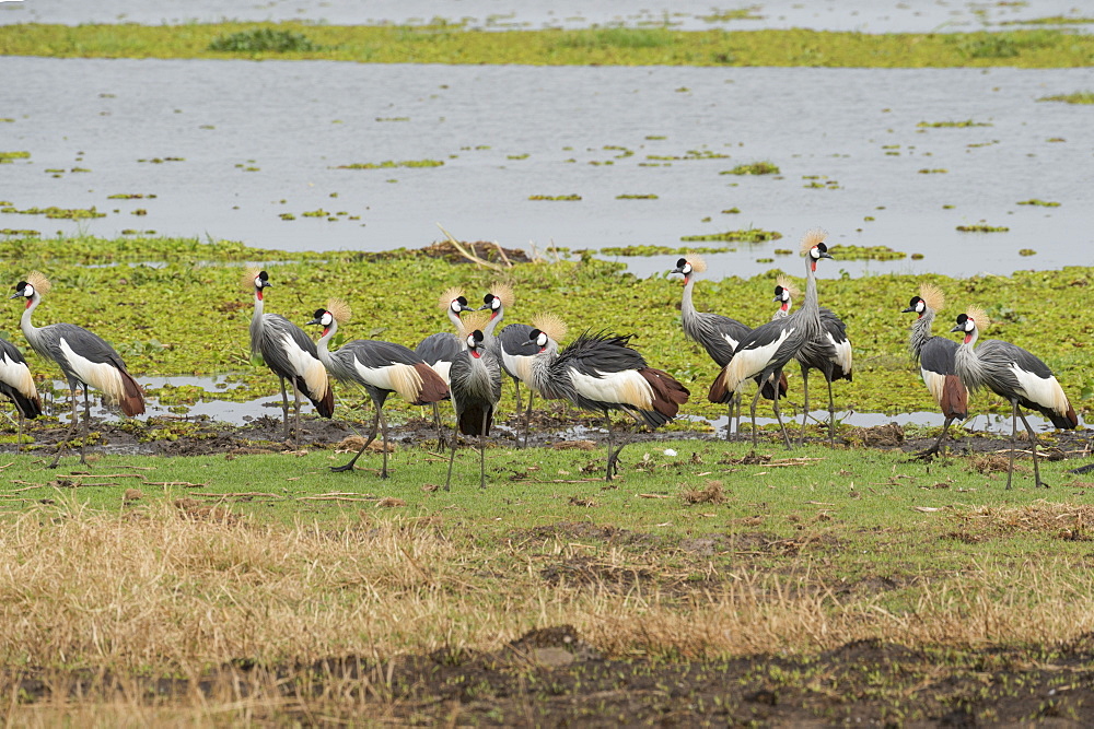 Grey Crowned Crane (Balearica regulorum), Uganda, Africa