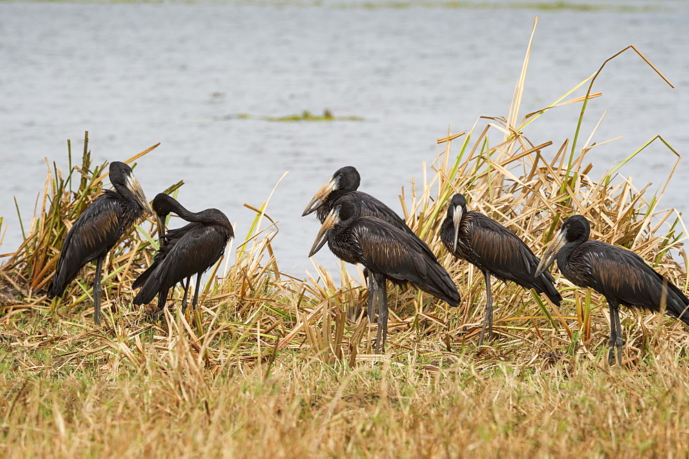 African Open-billed Stork (African openbill) (Openbill stork) (Aanastomus lamelligerus), Uganda, Africa