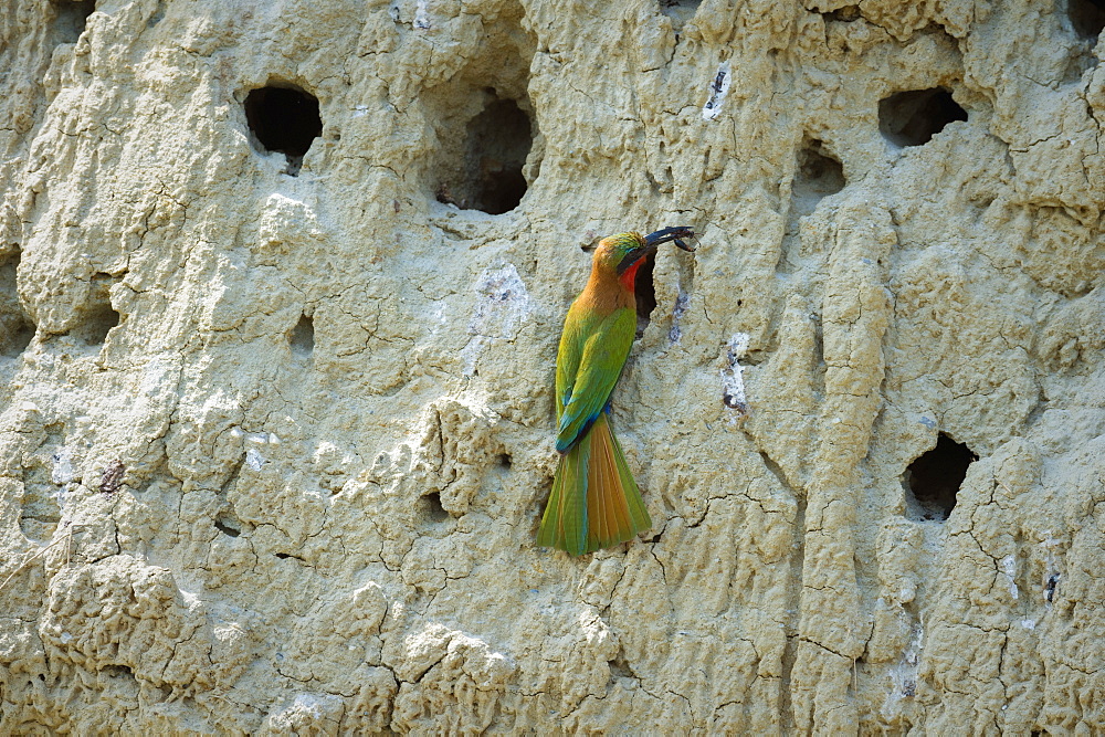 Red throated Bee-eater (Merops bulocki), Uganda, Africa