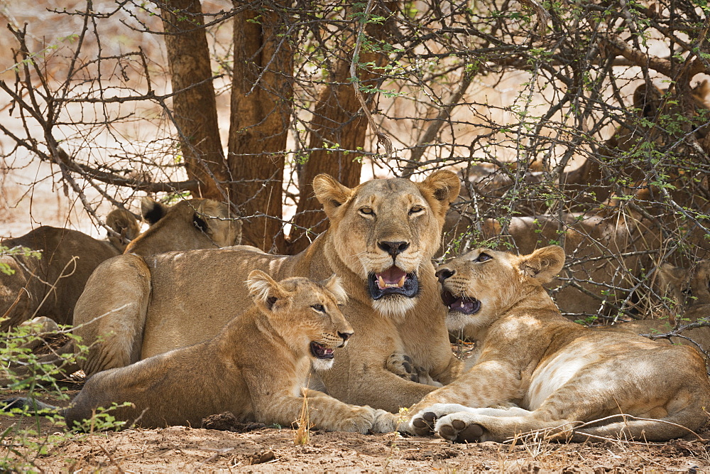 Lion (Panthera leo), Uganda, Africa