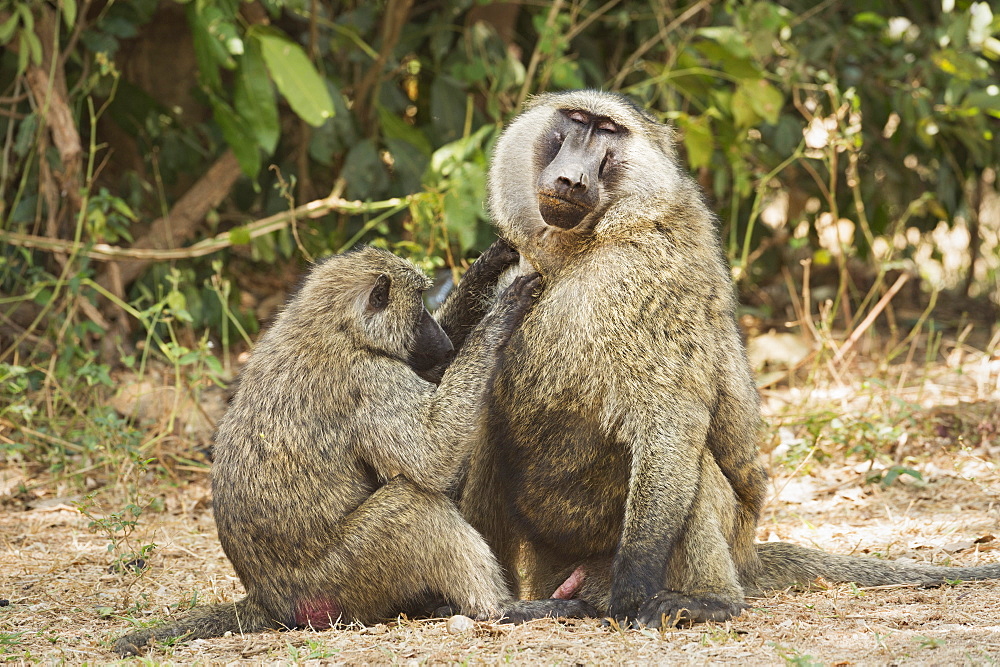 Olive Baboon (Anubis baboon), Uganda, Africa