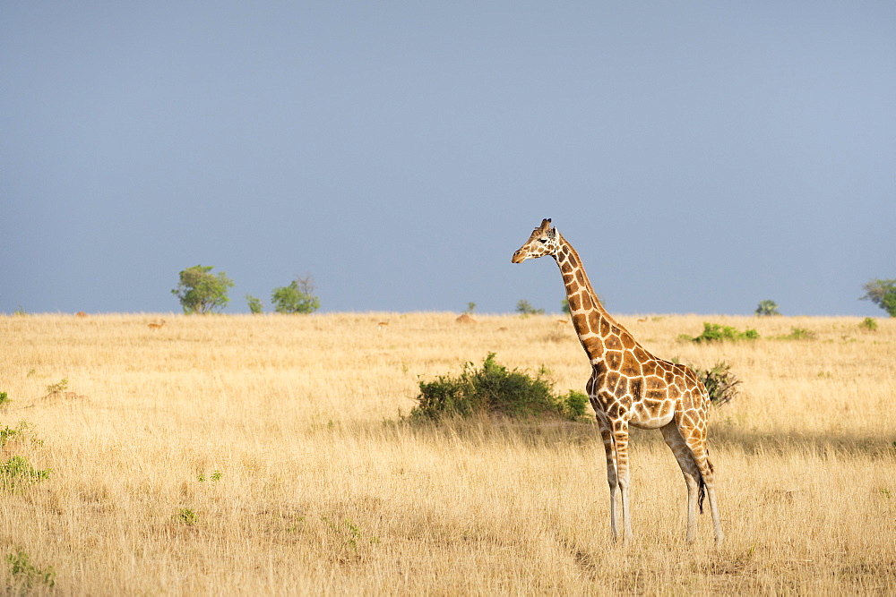 Giraffe (Giraffa camelopardis), Uganda, Africa