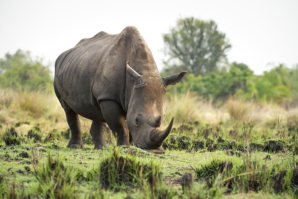 White Rhinoceros (Ceratotherium simum), Uganda, Africa