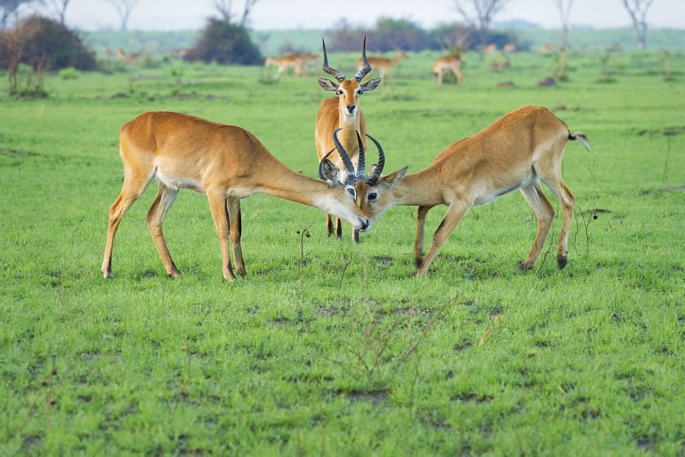 Ugandan Kob (Kobus Kob), Uganda, Africa