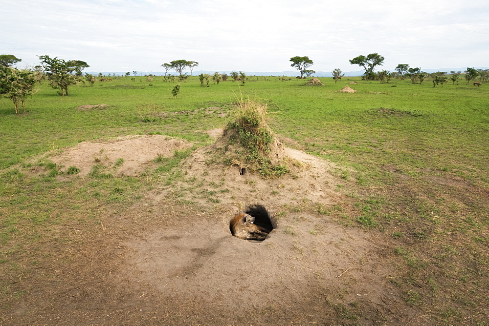 Spotted Hyena (Crocuta crocuta), Ishasha, Uganda, Africa