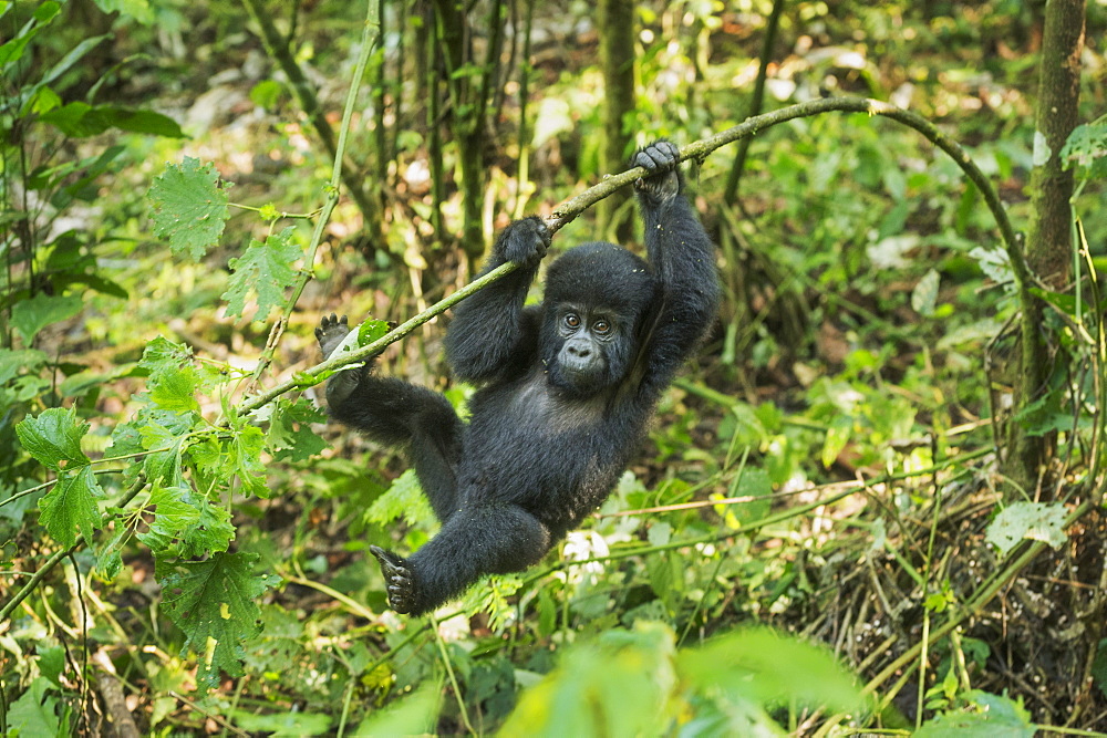 Mountain Gorilla (Beringei beringei), Bwindi Impenetrable Forest, UNESCO World Heritage Site, Uganda, Africa