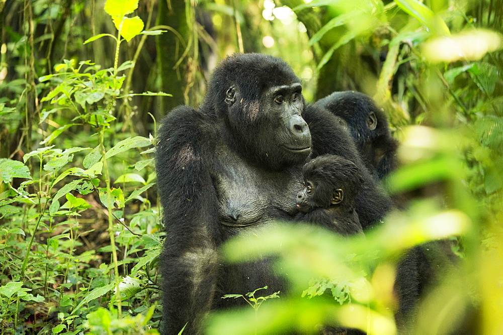 Mountain Gorilla (Beringei beringei), Bwindi Impenetrable Forest, UNESCO World Heritage Site, Uganda, Africa