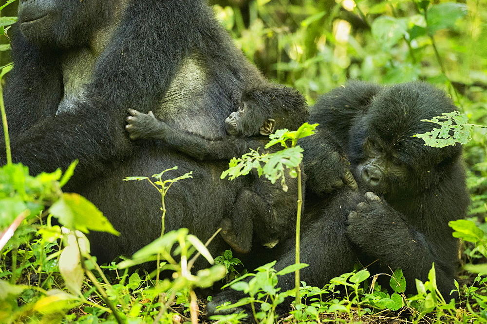 Mountain Gorilla (Beringei beringei), Bwindi Impenetrable Forest, UNESCO World Heritage Site, Uganda, Africa