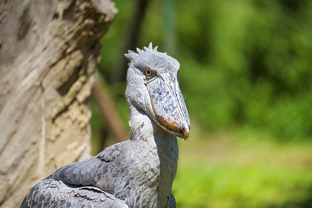 Shoebill (Balaeniceps rex), Uganda, Africa