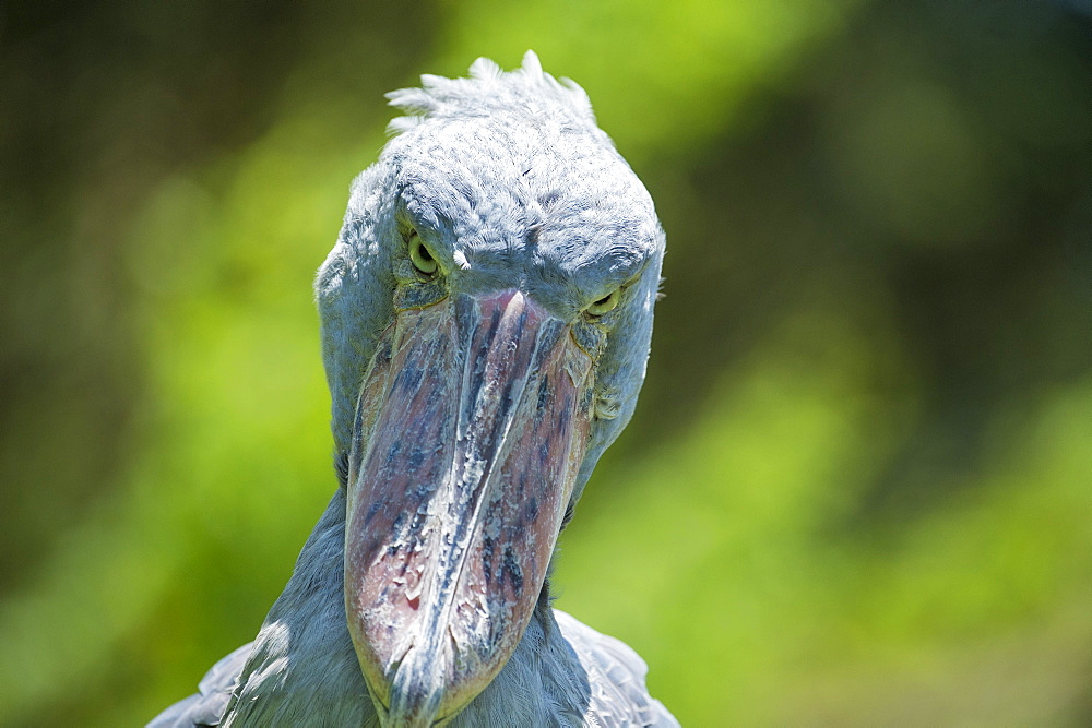 Shoebill (Balaeniceps rex), Uganda, Africa