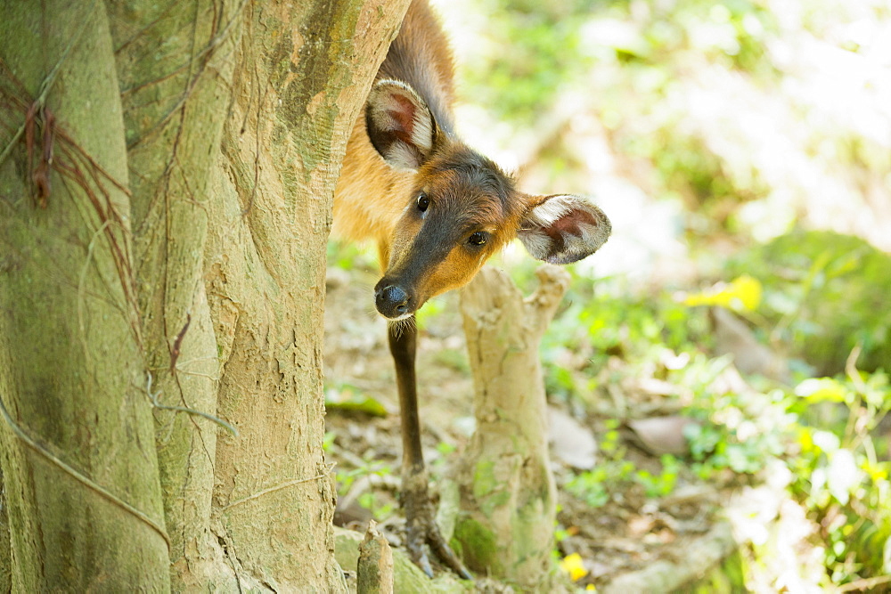 Common Duiker (Sylvicapra grimmia), Uganda, Africa