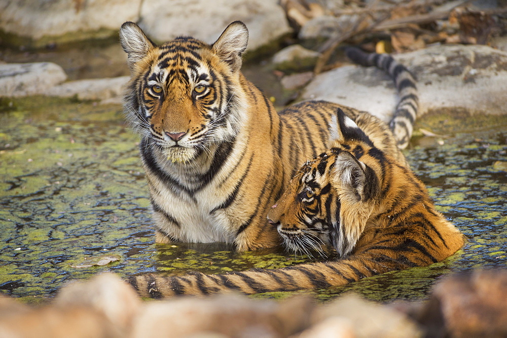 Bengal tiger (Panthera tigris tigris), Ranthambhore, Rajasthan, India, Asia