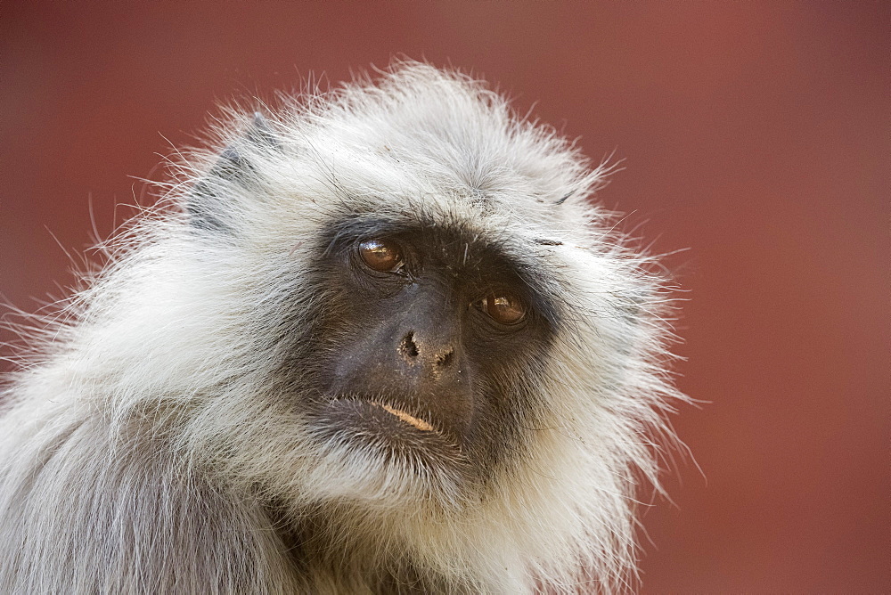 Langur monkey (Semnopithecus entellus), Rajasthan, India, Asia