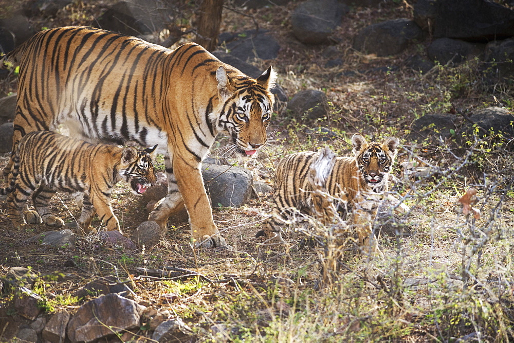 Bengal tiger (Panthera tigris tigris), Ranthambhore, Rajasthan, India, Asia