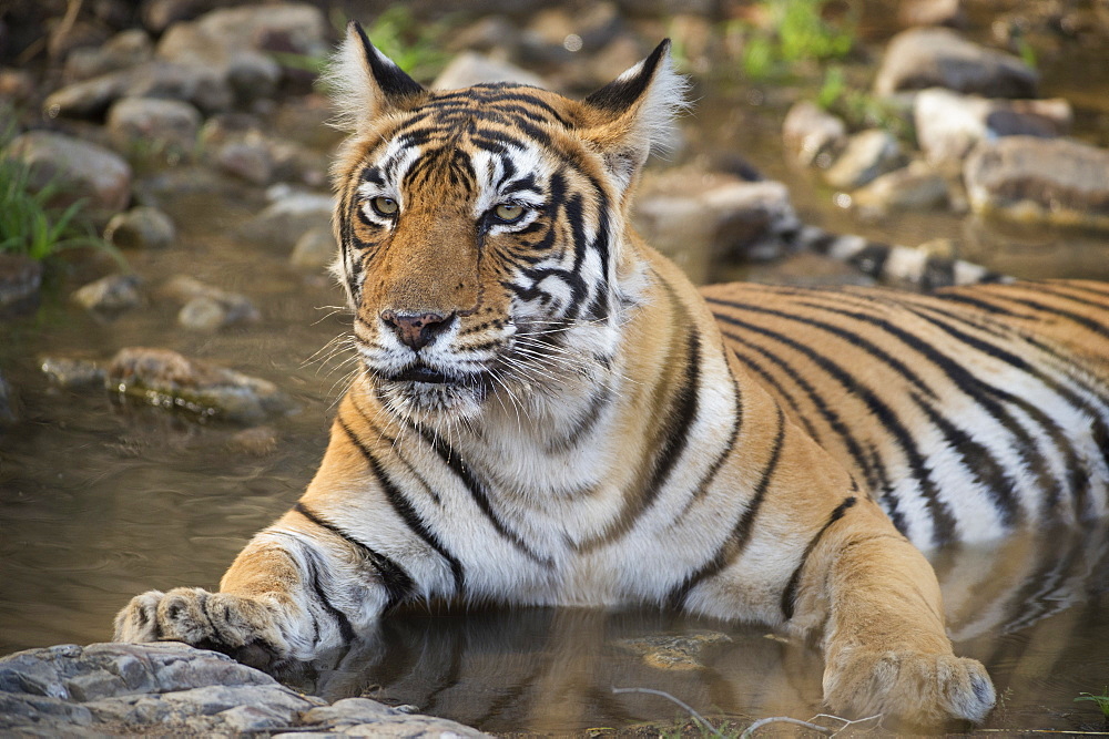 Bengal tiger (Panthera tigris tigris), Ranthambhore, Rajasthan, India, Asia