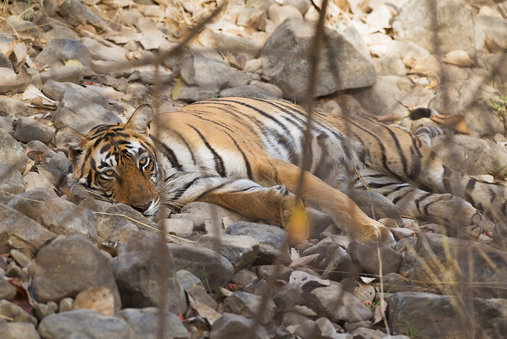 Bengal tiger (Panthera tigris tigris), Ranthambhore, Rajasthan, India, Asia