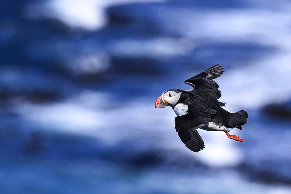 Atlantic Puffin in flight, United Kingdom, Europe