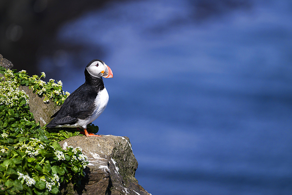 Atlantic Puffin, United Kingdom, Europe