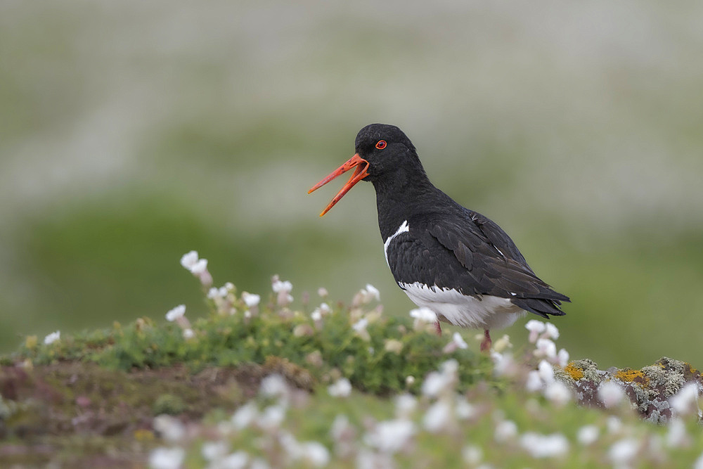 Oystercatcher, United Kingdom, Europe