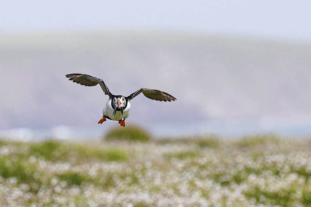 Atlantic Puffin in flight with sand eels in its beak, United Kingdom, Europe