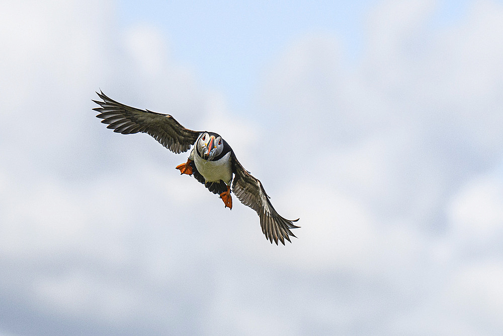 Atlantic Puffin in flight with sand eels in its beak, United Kingdom, Europe