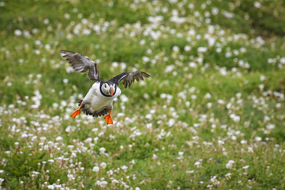 Atlantic Puffin coming in to land, United Kingdom, Europe