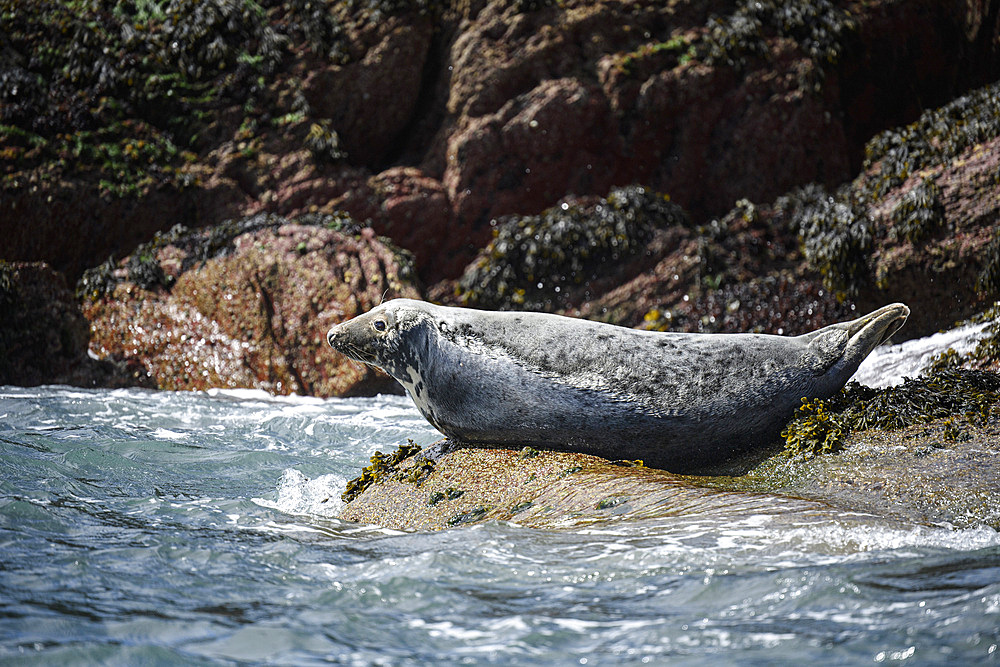 Atlantic Grey Seal, United Kingdom, Europe