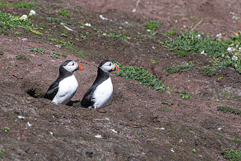 Brace of Atlantic Puffins, United Kingdom, Europe