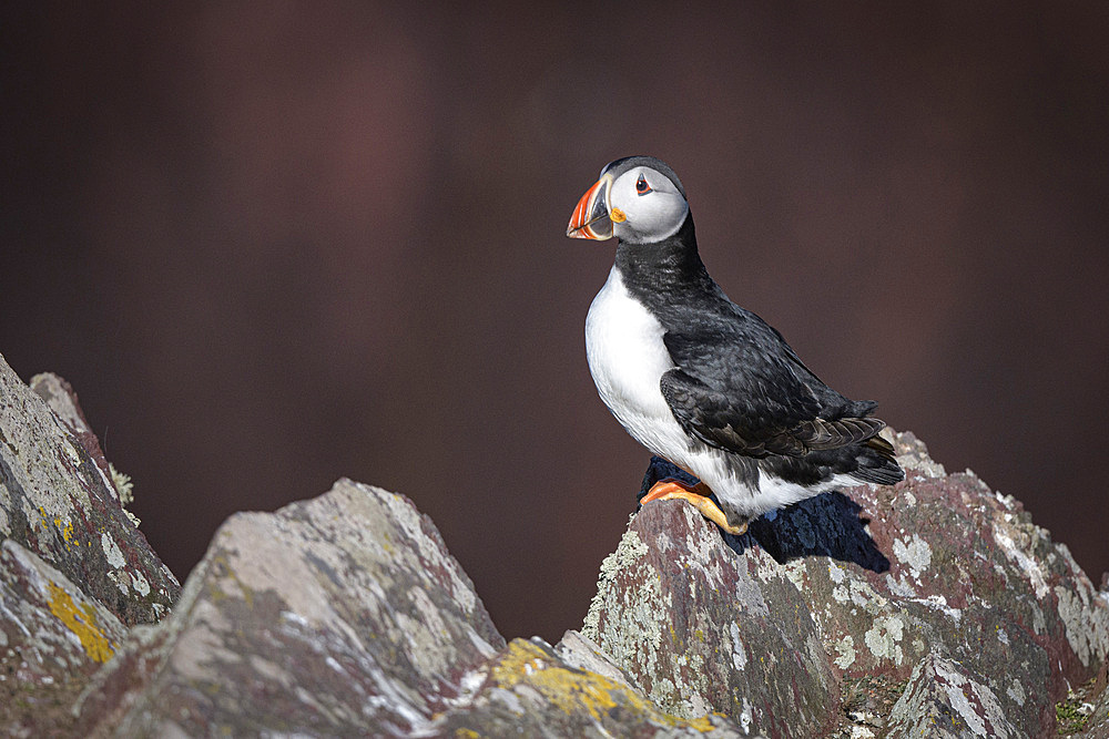 Atlantic Puffin on the rock, United Kingdom, Europe