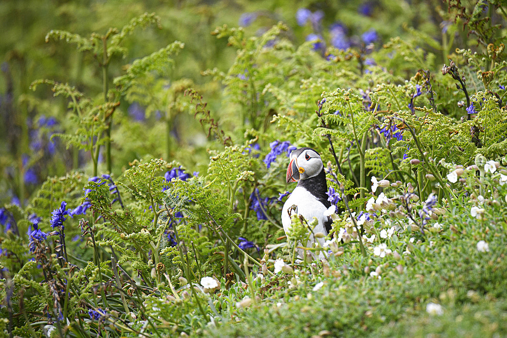 Atlantic Puffin in bracken and bluebells, United Kingdom, Europe