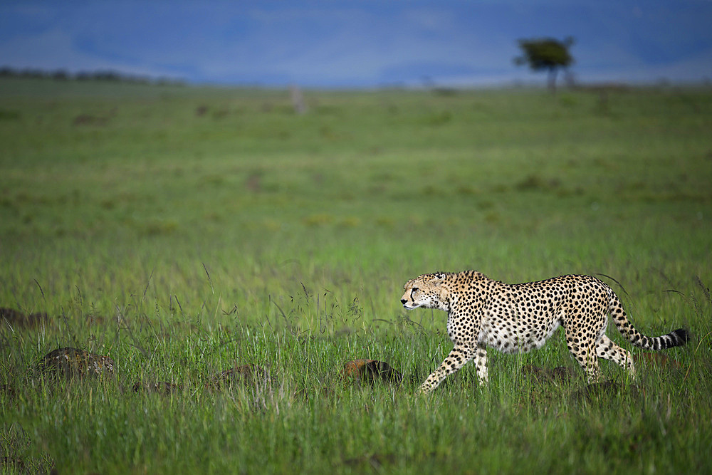 Cheetah (Acinonyx Jubatus), Mara North, Kenya, East Africa, Africa