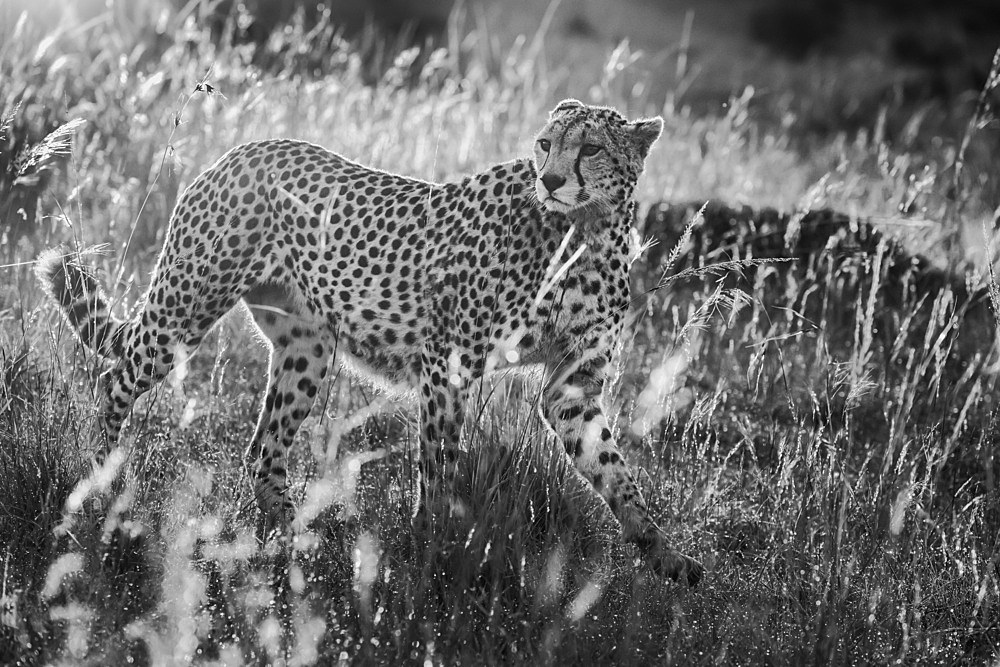 Cheetah (Acinonyx Jubatus), Mara North, Kenya, East Africa, Africa