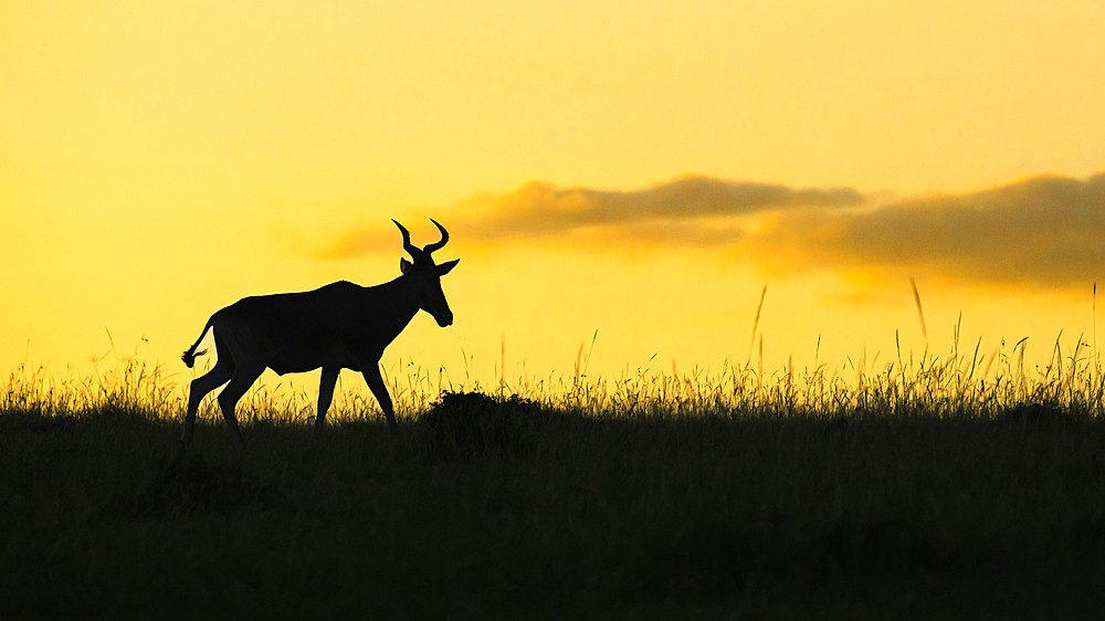 Hartebeest (Alcelaphus Buselaphus), Mara North, Maasai Mara, Kenya, East Africa, Africa