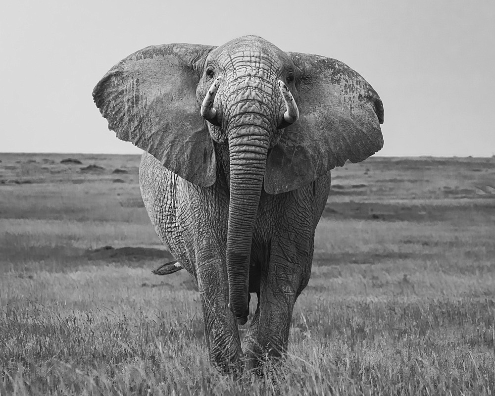 African Elephant (Loxodonta africana), Maasai Mara, Mara North, Kenya, East Africa, Africa