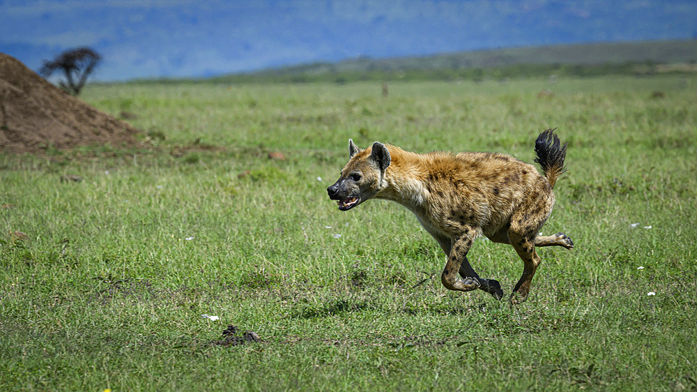 Hyena (Hyaenidae), Maasai Mara, Mara North, Kenya, East Africa, Africa