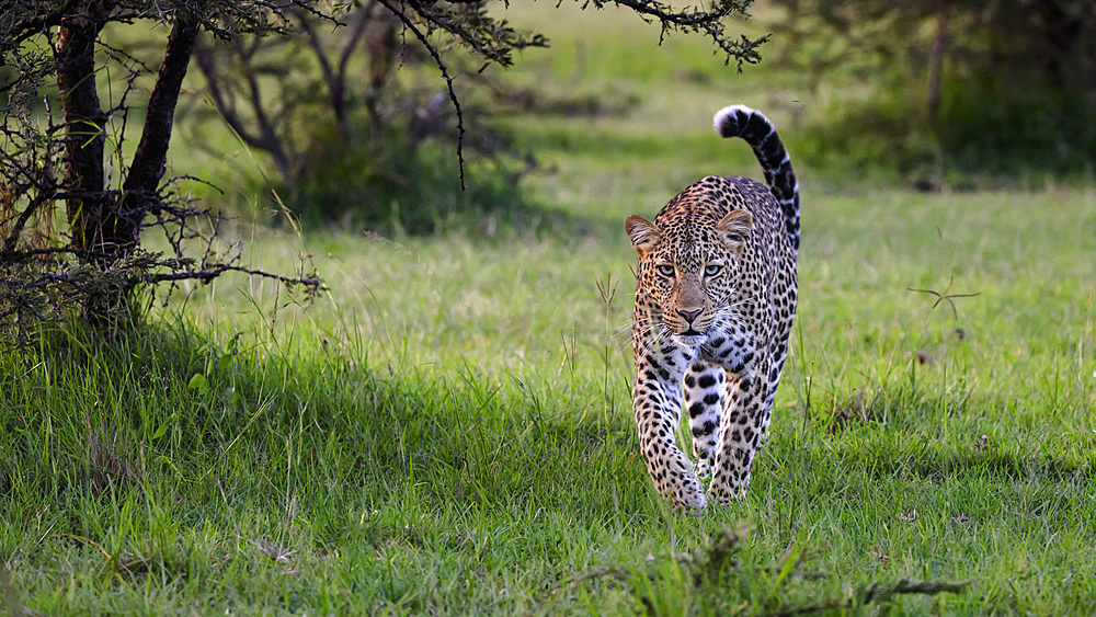 Leopard (Panthera Pardus), Maasai Mara, Mara North, Kenya, East Africa, Africa