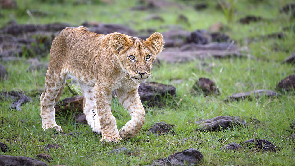 African Lion (Panthera Leo), Mara North, Maasai Mara, Kenya, East Africa, Africa