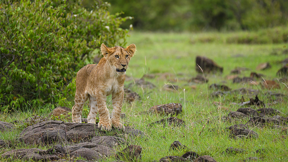 African Lion (Panthera Leo), Mara North, Maasai Mara, Kenya, East Africa, Africa