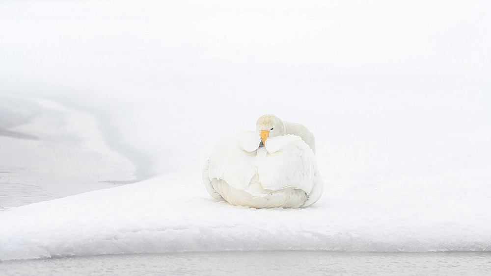 Whooper Swan (Cygnus cygnus), Kussaro Lake, Hokkaido, Japan, Asia