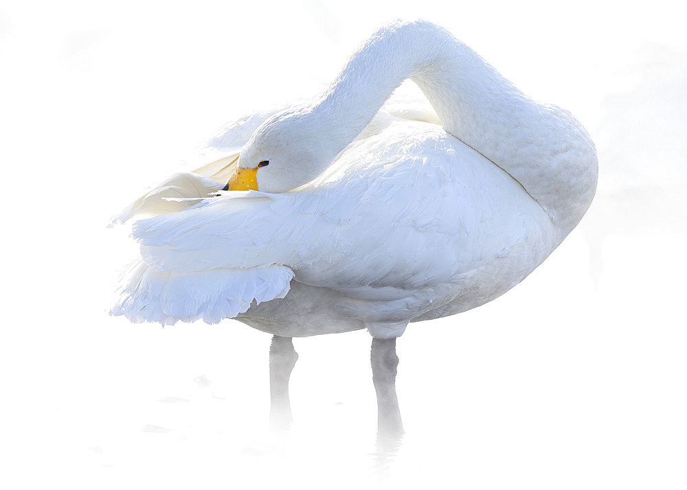 Whooper Swan (Cygnus cygnus), Kussaro Lake, Hokkaido, Japan, Asia