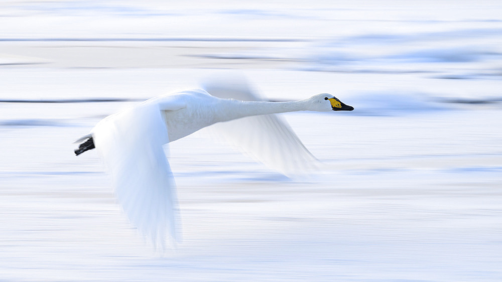 Whooper Swan (Cygnus cygnus), Kussaro Lake, Hokkaido, Japan, Asia