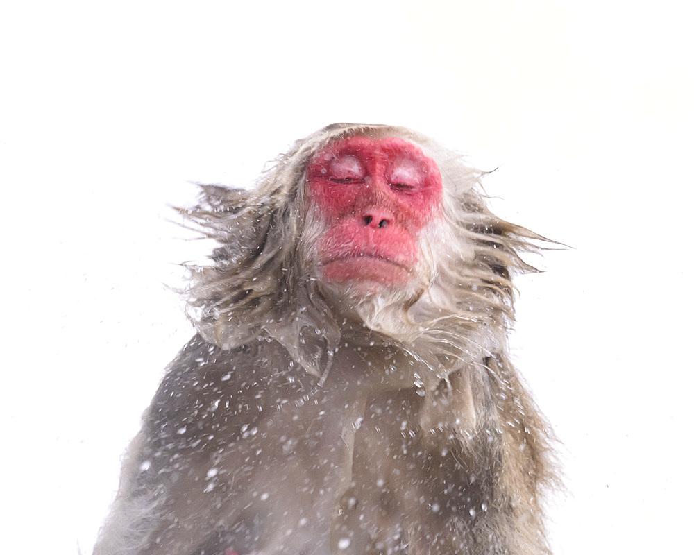 Japanese Macaque (Macaca fuscats), Nagano, Japan, Asia