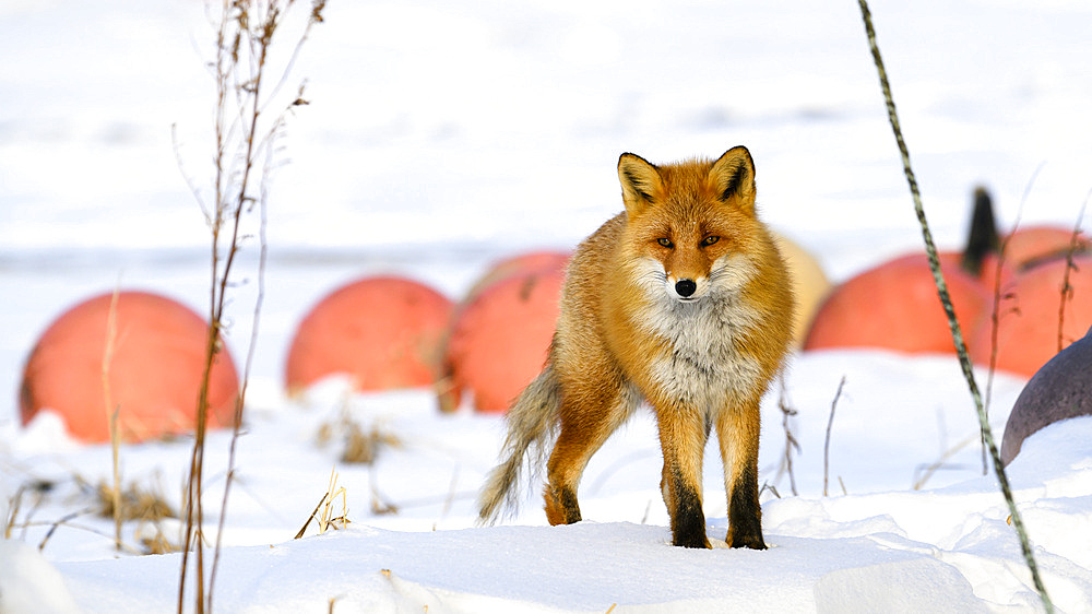 Red Fox, Nutsuke Peninsula, Hokkaido, Japan, Asia