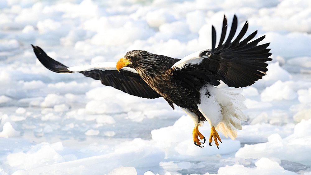 Stellers Sea Eagle (Haliaeetus pelagious), Rausu, Hokkaido, Japan, Asia