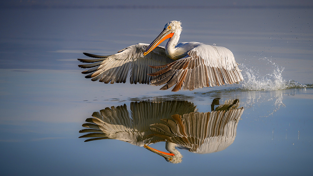 Dalmation Pelican, Lake Kerkini, Central Macdonia, Greece, Europe